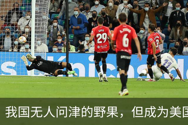 我国无人问津的野果，但成为美国人的心头宝，60元1斤供不应求？